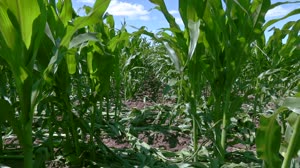 Tracking Agricultural Water Use from Space